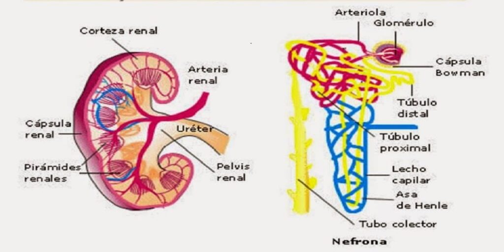 Los riñones y cómo funcionan • PORTAL RED RENAL