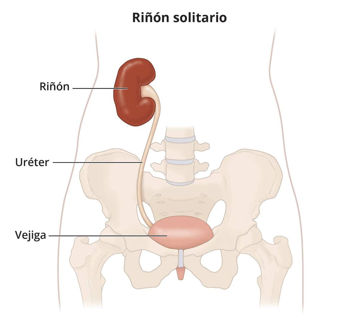 Protones Riñon Riñón Único • PORTAL RED RENAL